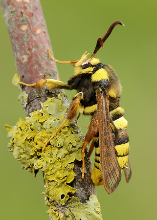 52.002 BF0370 Hornet Moth Sesia apiformis