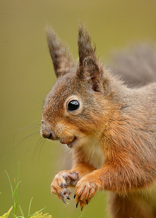 Red Squirrel Sciurus vulgaris
