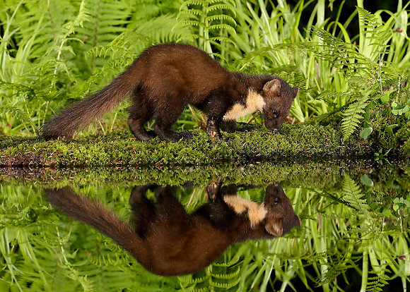 Pine Marten Martes martes