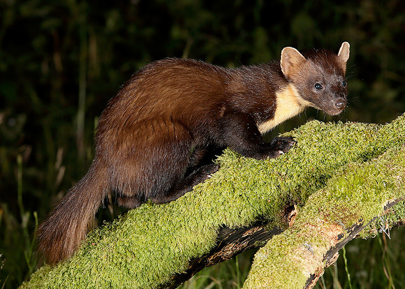 Pine Marten Martes martes