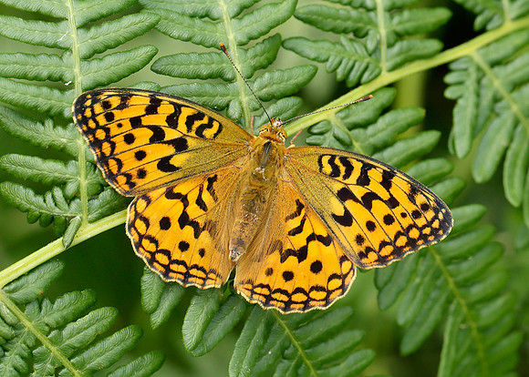 High Brown Fritillary Argynnis adippe