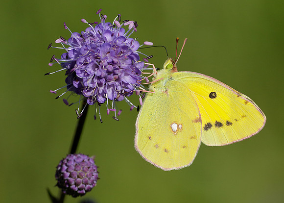 Clouded Yellow Colias croceus