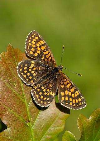 Heath Fritillary Melitaea athalia