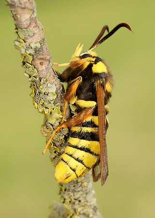52.002 BF0370 Hornet Moth Sesia apiformis