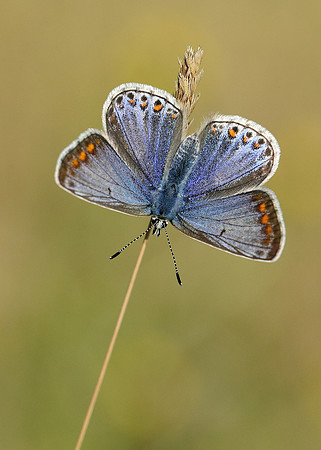 Common Blue Polyommatus icarus