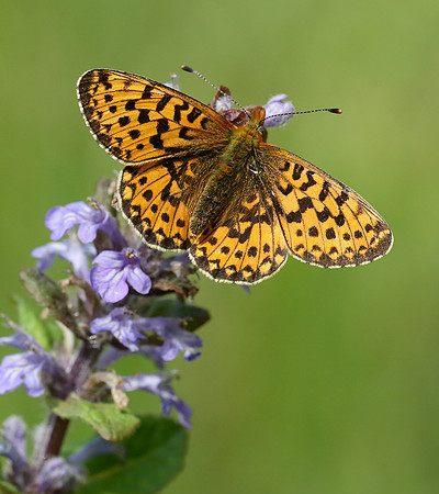Pearl-Bordered Fritillary Boloria euphrosyne