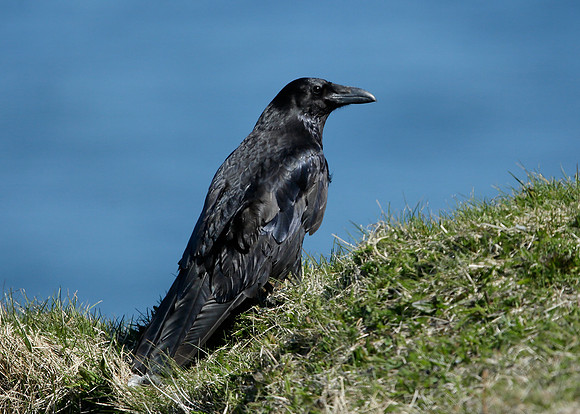 Raven Corvus corax