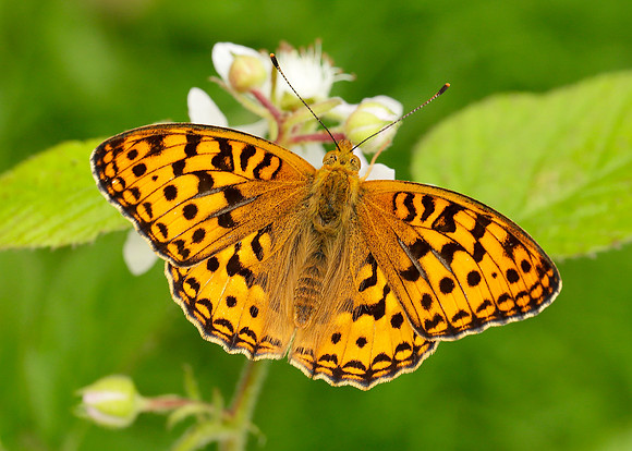 High Brown Fritillary Argynnis adippe