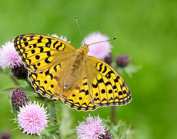 High Brown Fritillary Argynnis adippe