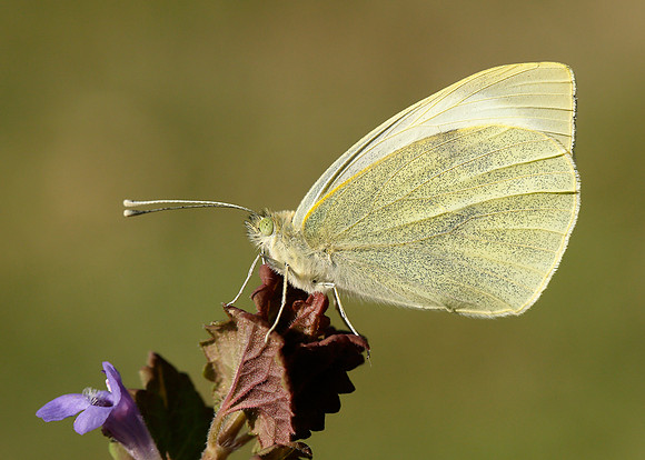 Large White Pieris brassicae
