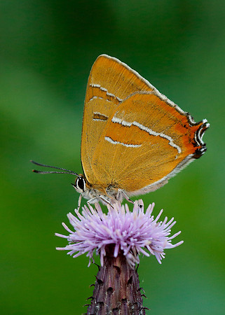 Brown Hairstreak Thecla betulae