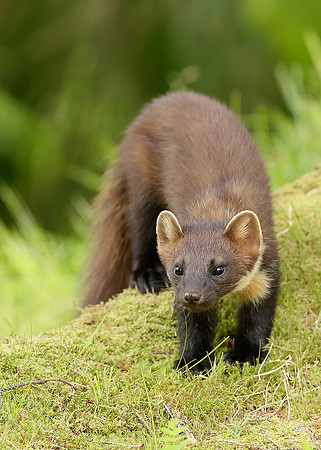 Pine Marten Martes martes