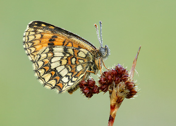 Heath Fritillary Melitaea athalia