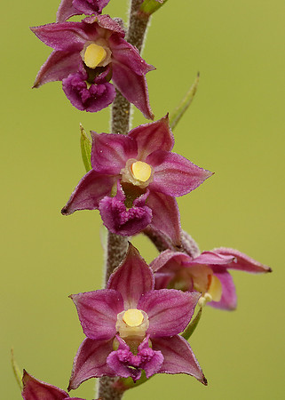 Dark Red Helleborine Epipactis atrorubens