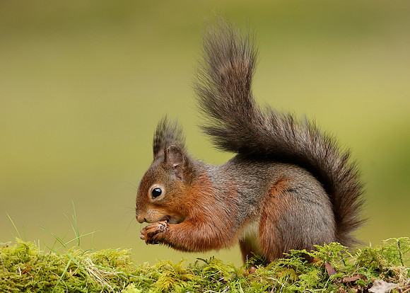 Red Squirrel Sciurus vulgaris