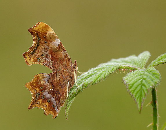 Comma Polygonia c-album