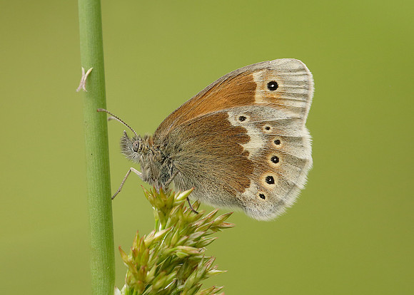 Large Heath Coenonympha tullia polydama