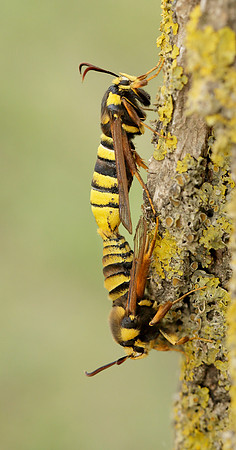 52.002 BF0370 Hornet Moth Sesia apiformis