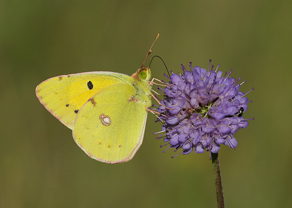 Clouded Yellow Colias croceus
