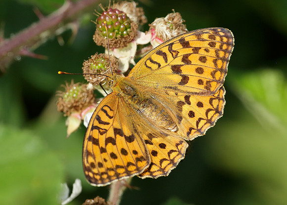 High Brown Fritillary Argynnis adippe