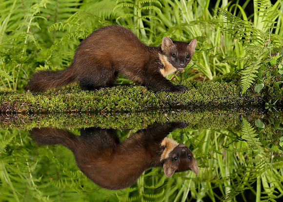 Pine Marten Martes martes
