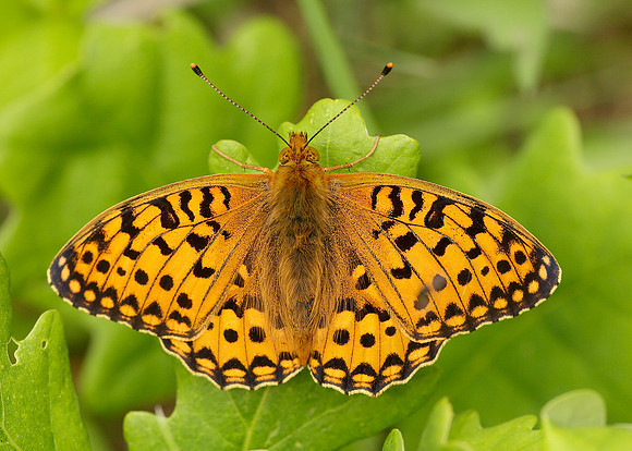 Dark Green Fritillary Argynnis aglaja