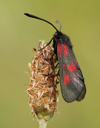 54.007 BF168 New Forest Burnet Zygaena viciae
