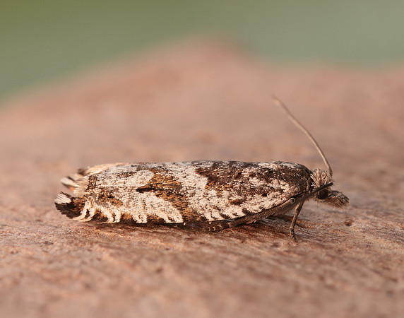 49.201 BF1117 Ancylis unguicella