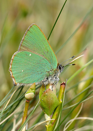 Green Hairstreak Callophrys rubi
