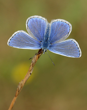 Common Blue Polyommatus icarus