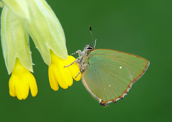 Green Hairstreak Callophrys rubi