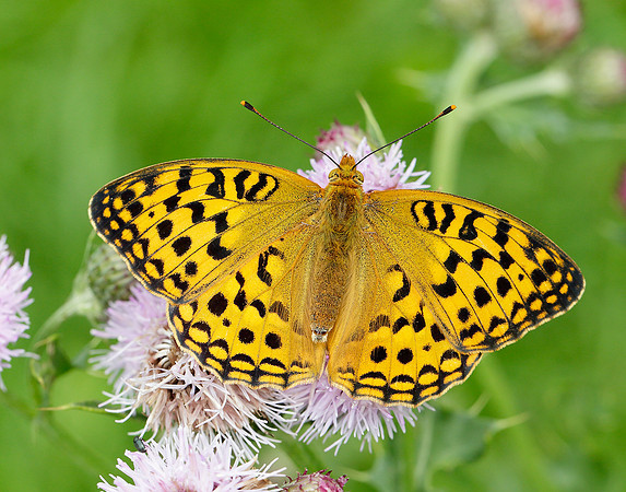 High Brown Fritillary Argynnis adippe