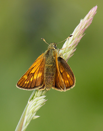 Large Skipper Ochlodes venata