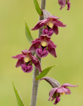 Dark Red Helleborine Epipactis atrorubens