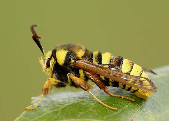 52.002 BF0370 Hornet Moth Sesia apiformis