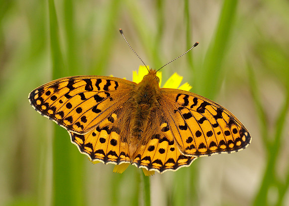 Dark Green Fritillary Argynnis aglaja
