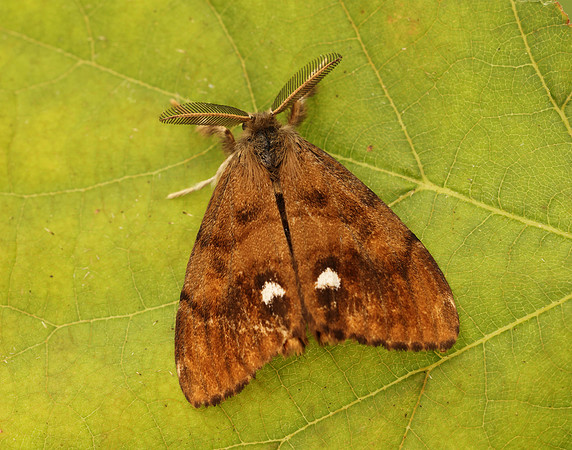 72.017 BF2026 Vapourer Orgyia antiqua
