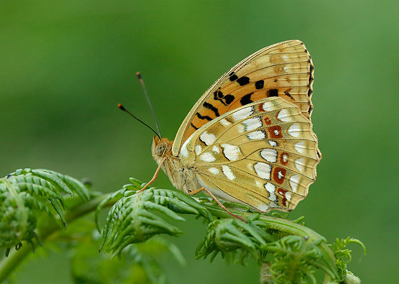 High Brown Fritillary Argynnis adippe