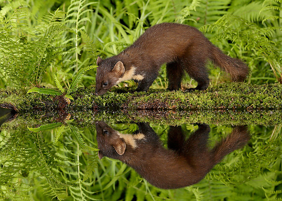 Pine Marten Martes martes