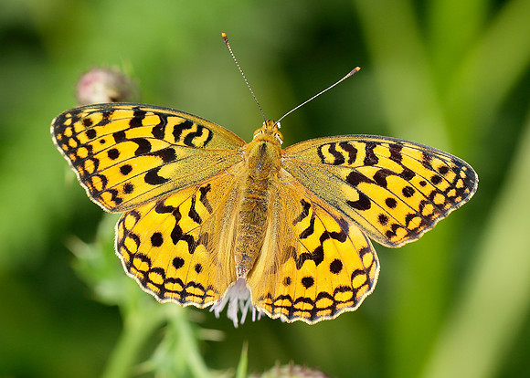 High Brown Fritillary Argynnis adippe