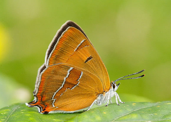 Brown Hairstreak Thecla betulae