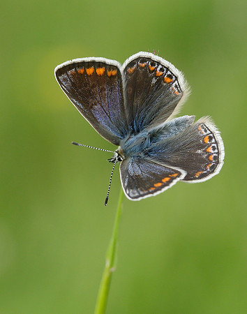 Common Blue Polyommatus icarus