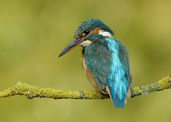 Kingfisher Alcedo atthis
