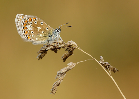 Common Blue Polyommatus icarus
