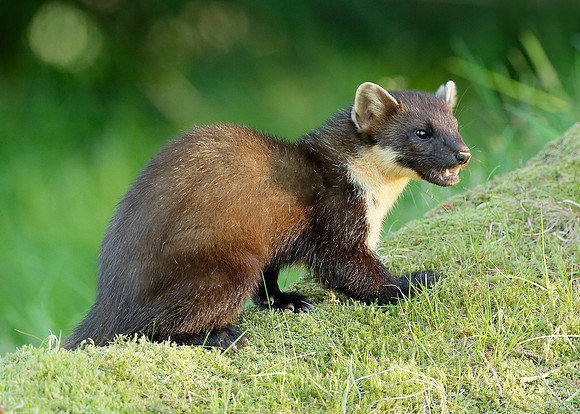 Pine Marten Martes martes