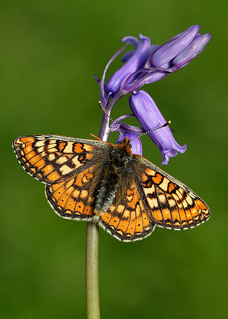 Marsh Fritillary Euphydryas aurinia