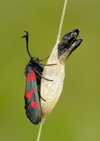 54.009 BF0171 Narrow-bordered Five-spot Burnet Zygaena lonicerae