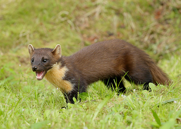 Pine Marten Martes martes