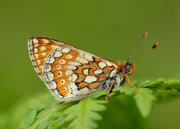 Marsh Fritillary Euphydryas aurinia