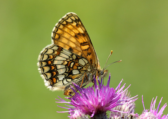 Heath Fritillary Melitaea athalia